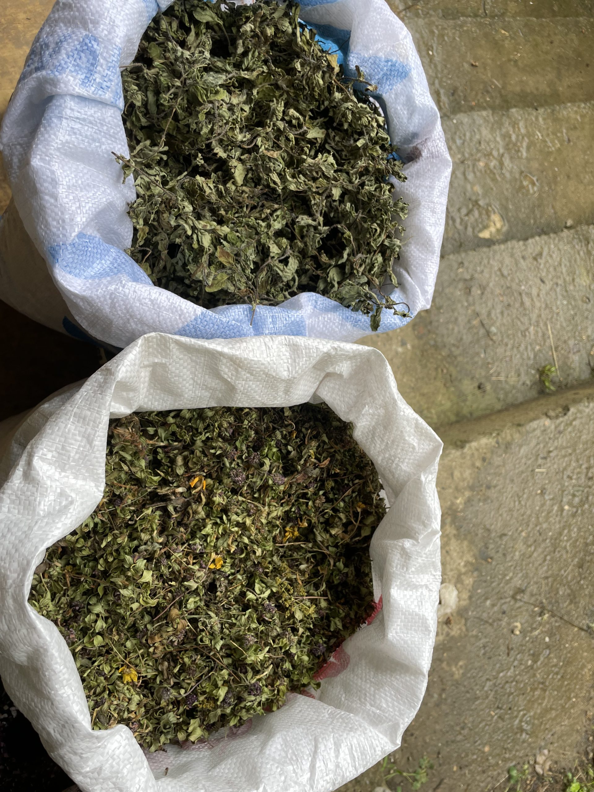 Yayla Çiçeği-1 PAKET - Görsel 2